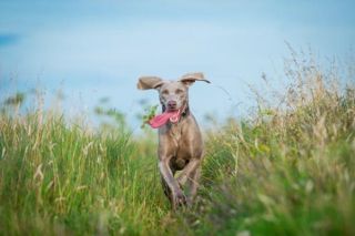 Weimaraner schutzhund 2024